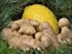 tanne-ingwer-zitrone-ginger