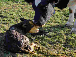 vegan-spiritueller-weg-Kuh-Kalb-little-calf