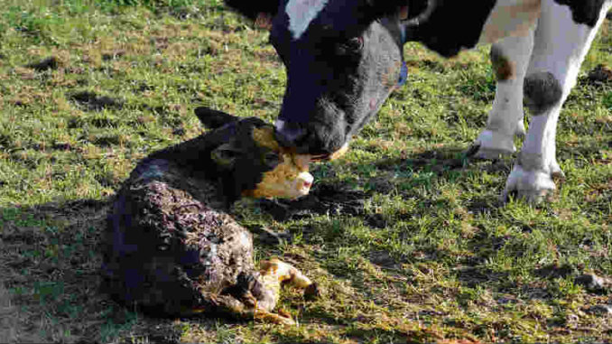 vegan-spiritueller-weg-Kuh-Kalb-little-calf