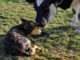 vegan-spiritueller-weg-Kuh-Kalb-little-calf