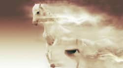 Wind-Goetter-des-Windes-pferd-fantasy-mare