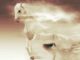 Wind-Goetter-des-Windes-pferd-fantasy-mare