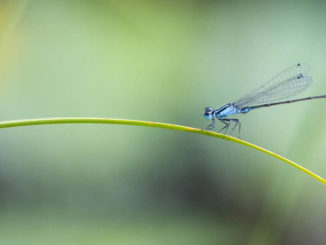 Hypersensiblität Aurum Cordis Libelle Grashalm