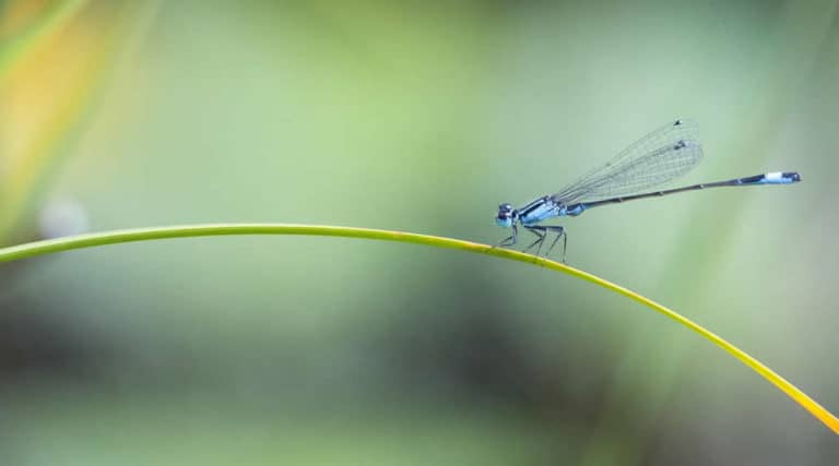 Hypersensiblität Aurum Cordis Libelle Grashalm