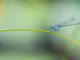 Hypersensiblität Aurum Cordis Libelle Grashalm