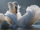 grosse-liebe-schwanen-paar-swan
