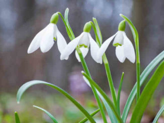 schneegloeckchen