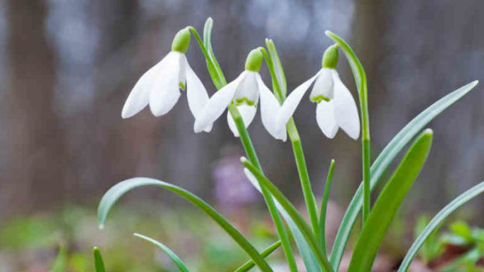 schneegloeckchen