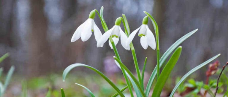 schneegloeckchen