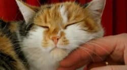 Tier nervt Wenn dein Tier dich herausfordert, steckt oft mehr dahinter Katze liegt und schläft