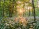 baerlauch-wald-sonne-forest