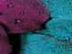 Selbsterforschung-federn-farben-plumage