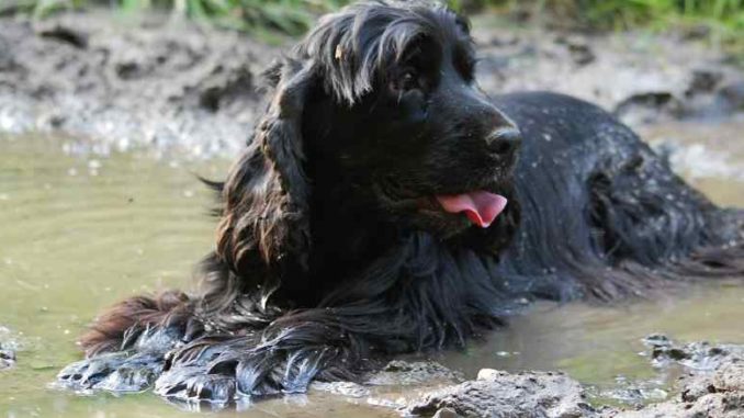 Tierkommunikation-hund-matsch-pfuetze-dog