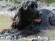 Tierkommunikation-hund-matsch-pfuetze-dog
