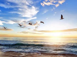 aurum-cordis-sehnsucht-see-moewen-merr-himmel