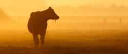sonnenuntergang-cow