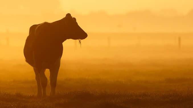 sonnenuntergang-cow