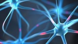 Intuition und Wissenschaft Immunologie gehirn zellen-aurum cordis