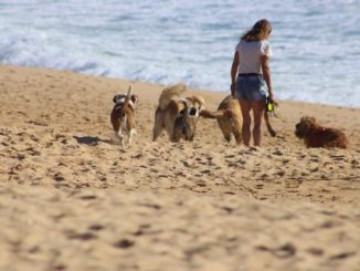 hunde-strand-frau-begegnung-dogs