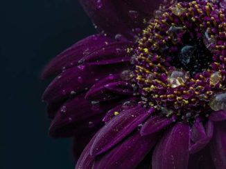 kosmische gerbera bluete