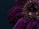 kosmische gerbera bluete