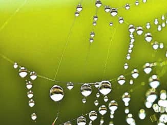 wassertropfen-klar-drops-of-water