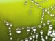 wassertropfen-klar-drops-of-water