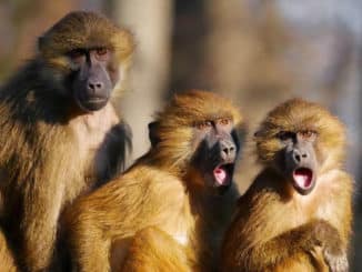 drei-affen-animals