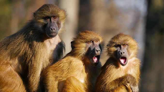 drei-affen-animals