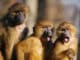 drei-affen-animals