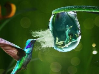 kontrolle Vogel Wasserblase mit Mensch rescue