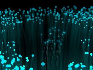 leuchtende-stengel-fibre