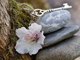 schluessel blume baum stones