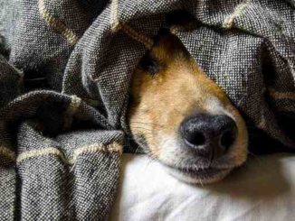 angst hund dog