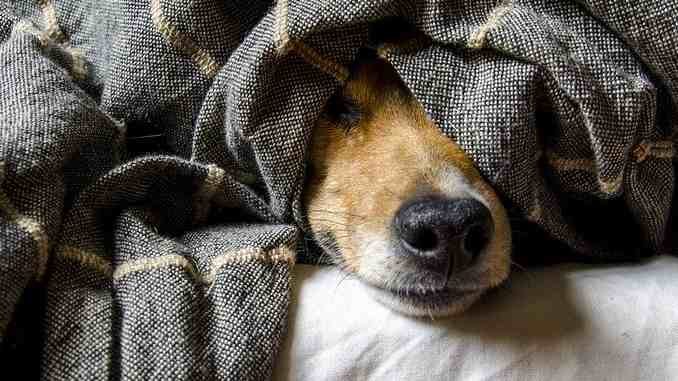 angst hund dog