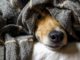 angst hund dog