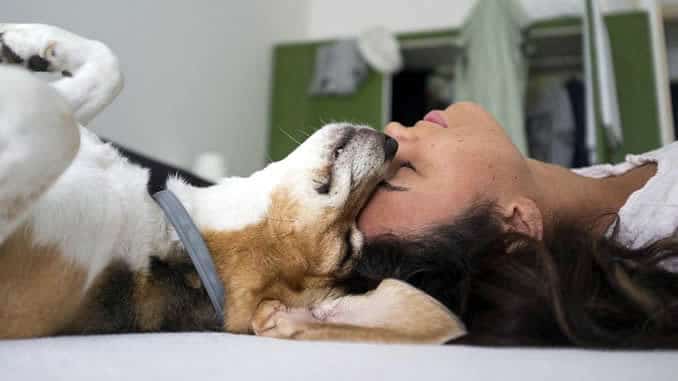 dog-buecher-Hund-kopf