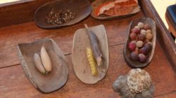 heilkraeuter-aborigines-desert-bush-tucke