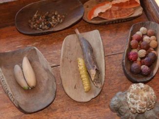 heilkraeuter-aborigines-desert-bush-tucke