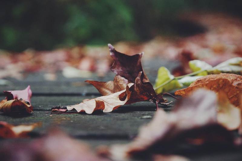 herbst-laub-blatt-tanja sirbu-unplash