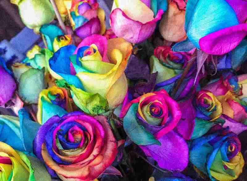 bunte-rosen-tanja sirbu-unplash