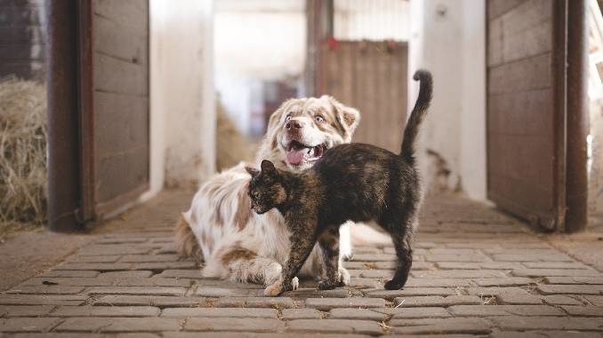 hund-katze-stallgasse-tierkommunikation-dog