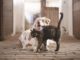 hund-katze-stallgasse-tierkommunikation-dog
