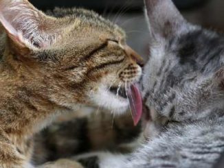 Katzen-Liebe-schmuesen-cats