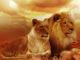 loewen-paar-lions