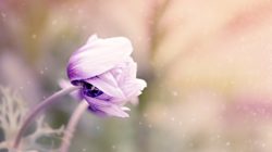 Energetischer Schutz: Anemonenblüte als Naturmotiv