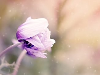 natur-anemone