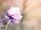 natur-anemone