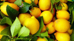 Zitrusfrüchte das Vitaminwunder
