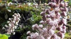 Pestwurzblüten im Grünen – Naturmotiv im Autorenprofil von Ines Siri Trost
